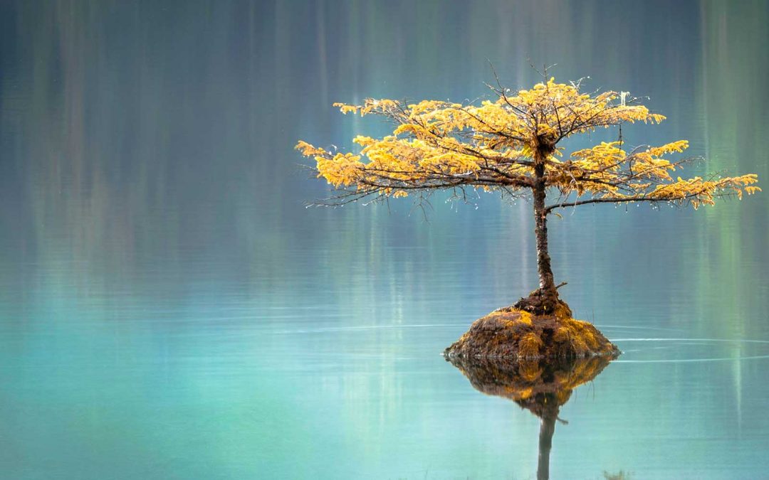 Finding Stillness, Finding Wholeness, Sharing Enquiry with Daniel Thorson of Emerge