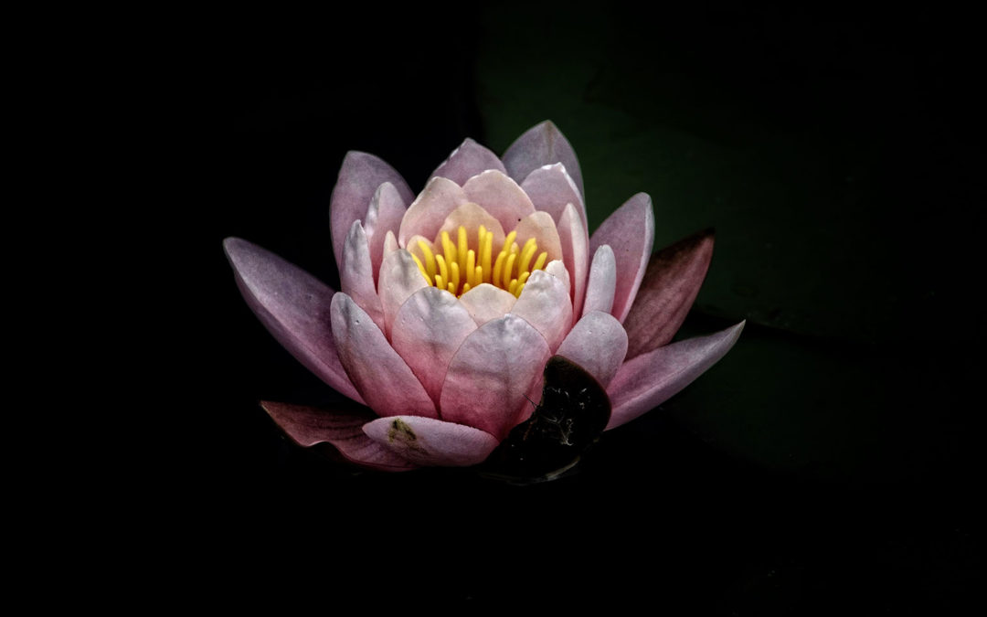 Inner Resilience: Clarity, Courage and Connection during Corona Virus