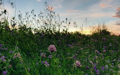 Codes for a Healthy Earth