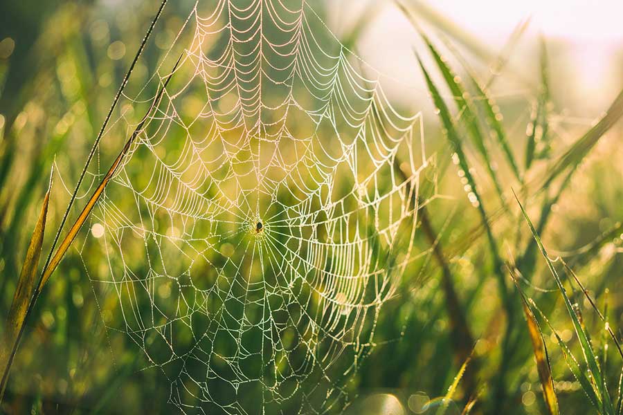 Weaving the Web of Meaning: Building Eco-Civilisation