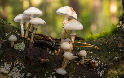 Psychedelics: the key to evolution or big Pharma hype?