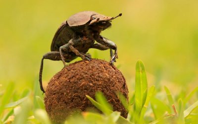 Dung Beetles, People and helping the Keystone Species with Claire Whittle, the Regenerative Vet
