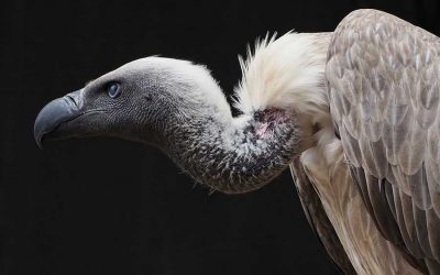 Vulture Capitalism – Exposing the toxic system and how to outgrow it with Grace Blakeley