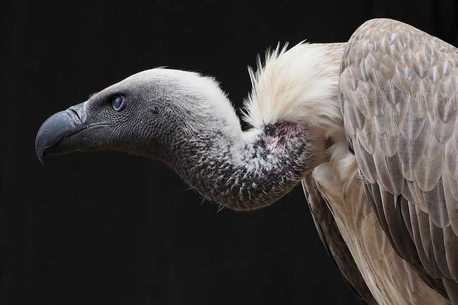 Vulture Capitalism – Exposing the toxic system and how to outgrow it with Grace Blakeley