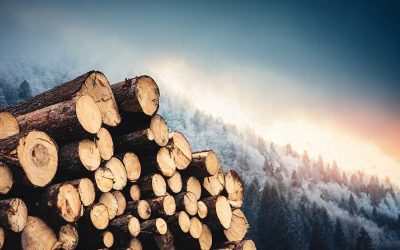 When is a Tree not a Tree? The ‘Net Zero’ Wood Burning Scam – with Dr Mary Booth of Partnership for Policy Integrity