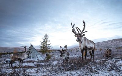 Of Reindeer, Donkeys and the verb that is Water. Stories of climate-healing with Judith Schwartz