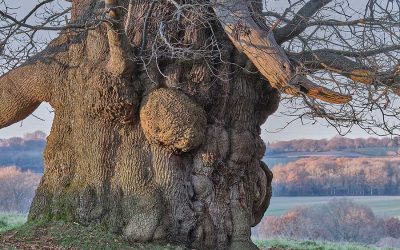 Heart of Oak: Talking Druidry, Spirituality and the nature of Magic in the MetaCrisis with Philip Carr-Gomm