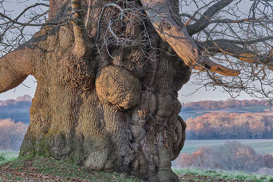 Heart of Oak: Talking Druidry, Spirituality and the nature of Magic in the MetaCrisis with Philip Carr-Gomm