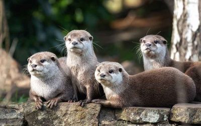 Otterly Amazing! Common Sense Farming can feed us all with Charlie Bennett