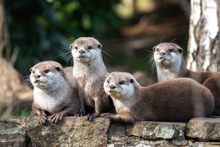 Otterly Amazing! Common Sense Farming can feed us all with Charlie Bennett