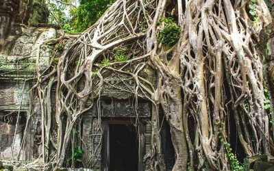 Building the roots of a world that will work – with Victoria Hurth, co-author of Beyond Profit