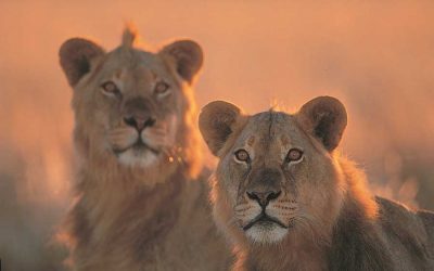 Starting in the Ruins: Of Lions and Games with Crypto-Advocate and Changemaker Andrea Leiter