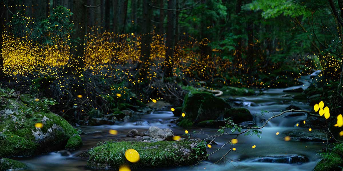 The Magic of Darkness: learning to love life in the night with author Leigh Ann Henion