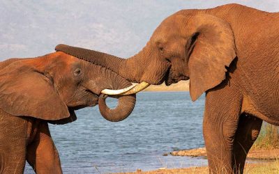 Dance of the Spiritual Warrior: Balancing Love and Power with Jamie Bristow