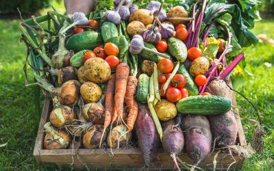 Roots to Health – building Food Resilience with Daphne du Cros of the Shropshire Good Food Partnership