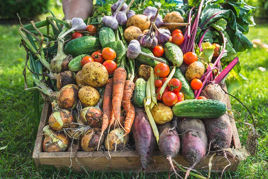 Roots to Health – building Food Resilience with Daphne du Cros of the Shropshire Good Food Partnership
