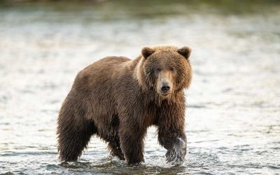 Tracking the Wild Things, Inside and Out – with Jon Young of Living Connection 1st