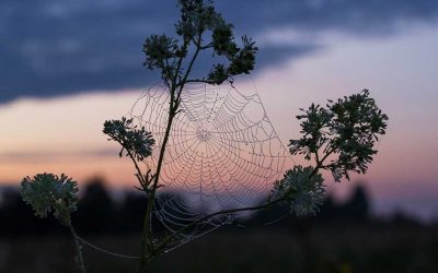 Trust like the Web (of Life) trusts – Biomimicry for Social Innovation with Toby Herzlich
