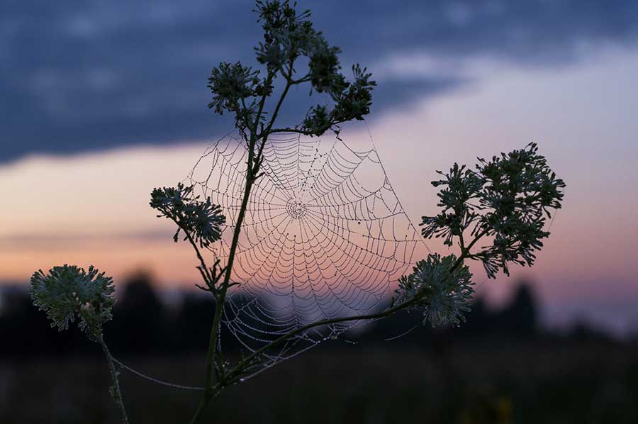 Trust like the Web (of Life) trusts – Biomimicry for Social Innovation with Toby Herzlich