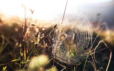 Honouring the Web of Life – Thoughts from the Edge #5 with Manda Scott