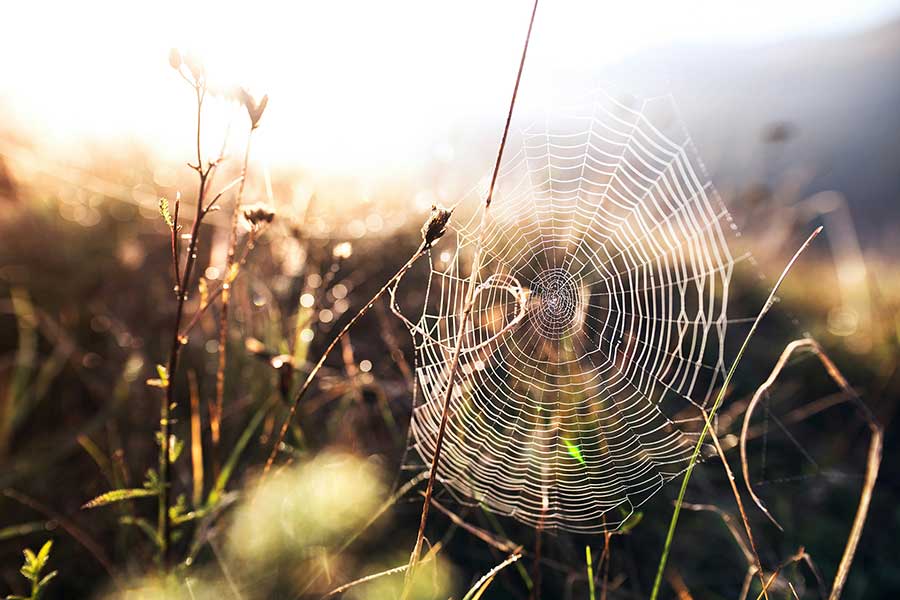 Honouring the Web of Life – Thoughts from the Edge #5 with Manda Scott